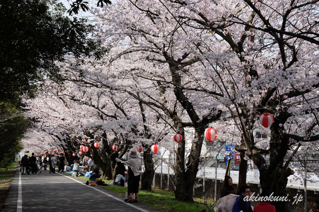 海田市駐屯地の桜