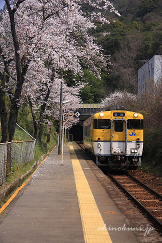 上深川駅のキハ40系と桜