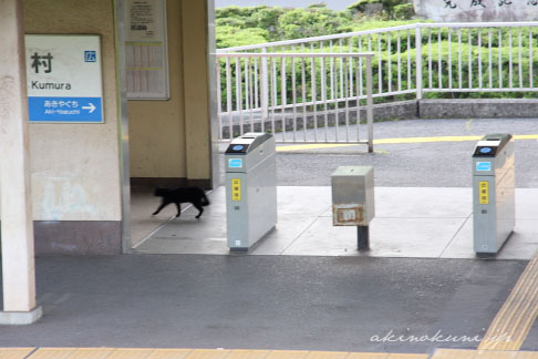 玖村駅にいた猫