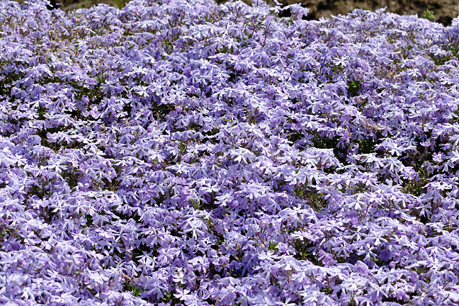シバザクラの里乃美 薄い紫のシバザクラ