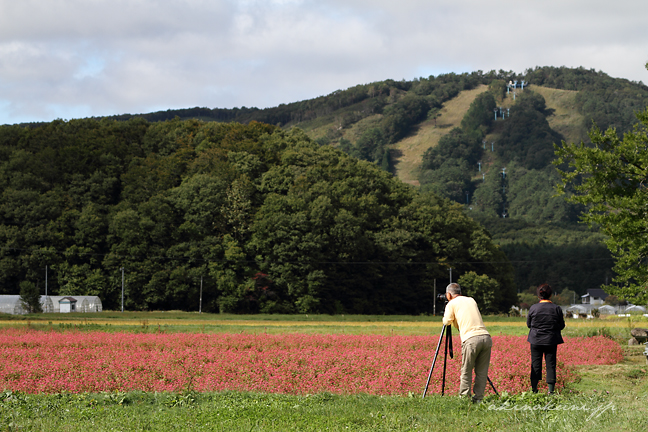 八幡高原の赤蕎麦畑　6 写真を撮るご夫婦