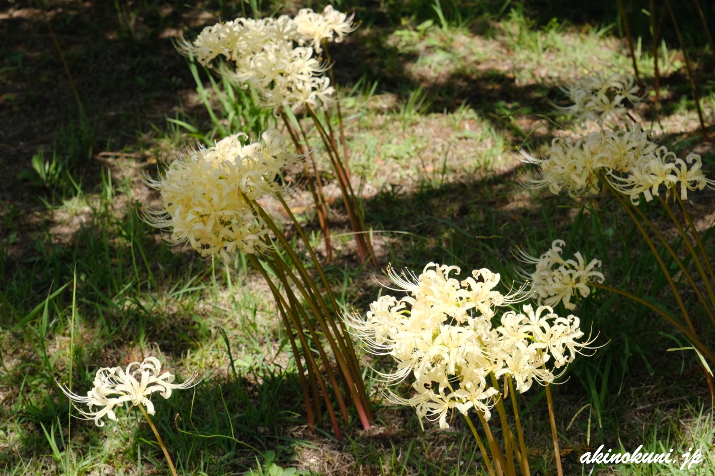 花みどり公園 2024年10月5日