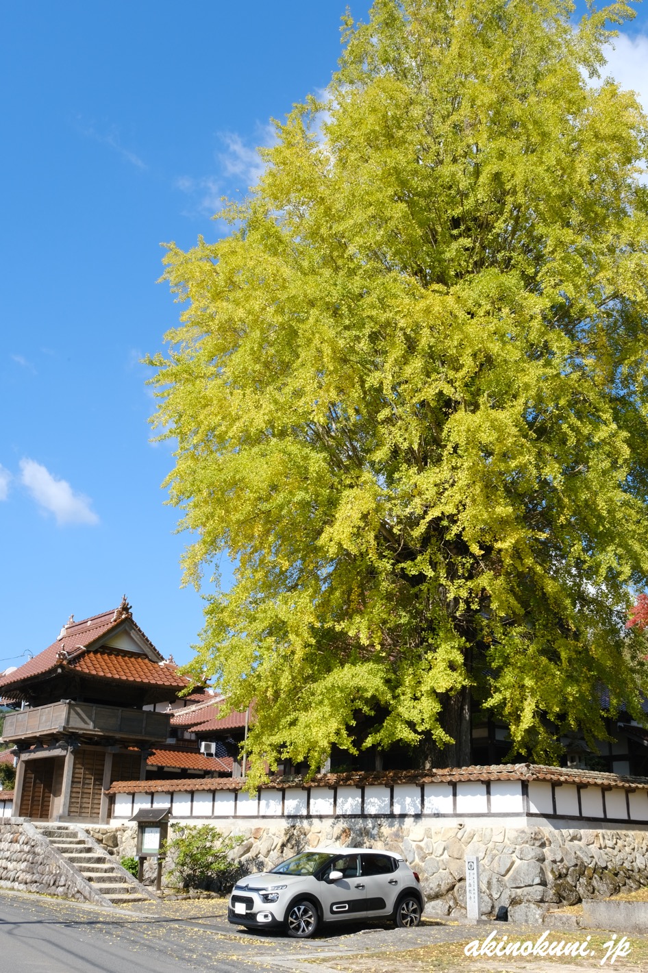 西教寺の大銀杏とC3