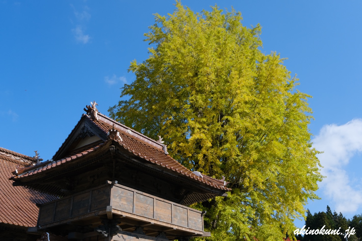 西教寺の大銀杏 2024年11月3日