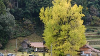 香淀迦具神社の大銀杏 2024年12月1日