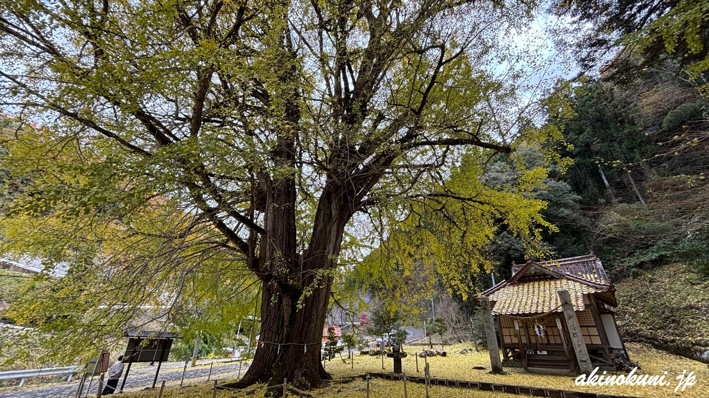 香淀迦具神社の大銀杏 2024年12月1日 iPhoneの広角で